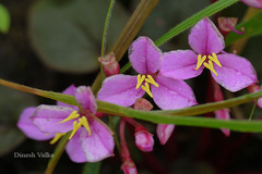 Sonerila scapigera
